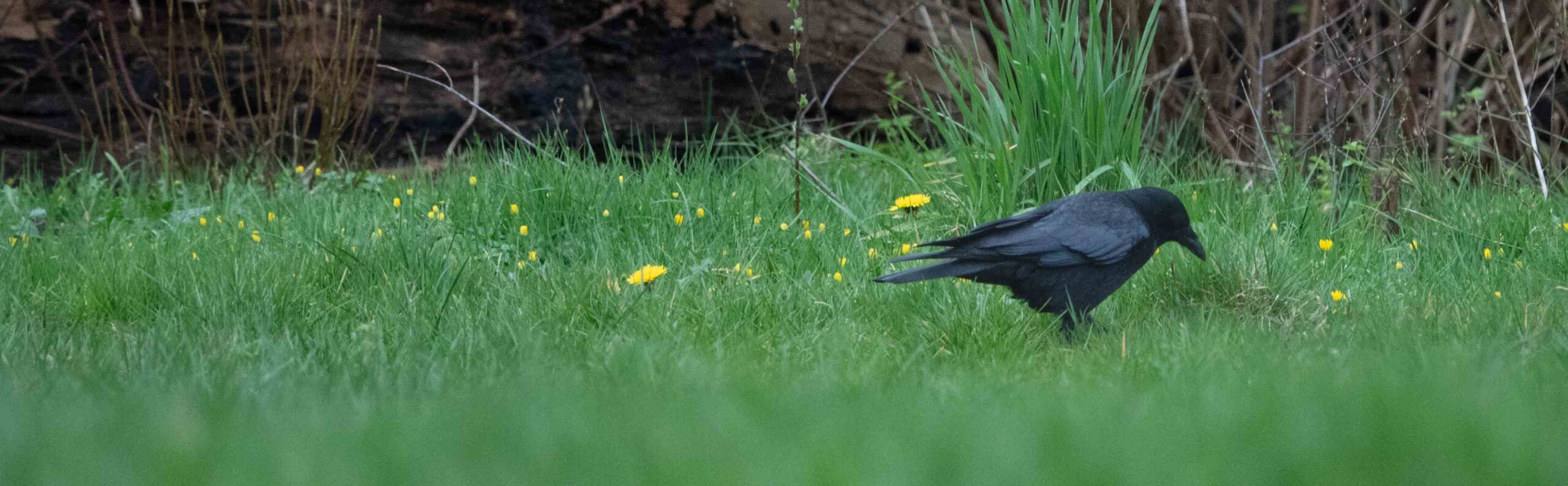 Vogels Stadspark gecompenseerd voor overlast evenementen